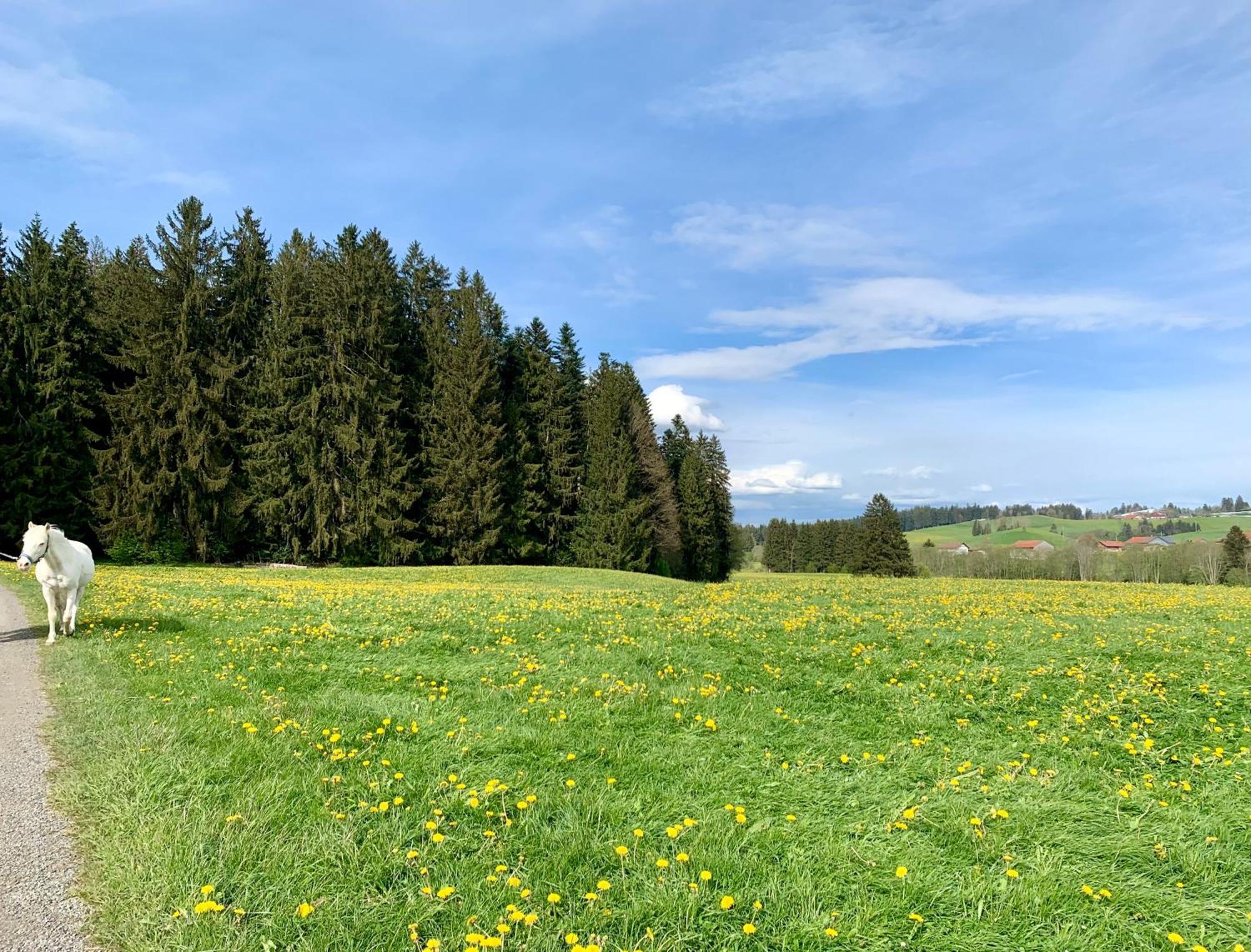 Lindners Hideaways - Bergnest Lodge - Bergblick Fewo 6 Pers Balkon Garten Hund Ski Unterkunft Luftkurort Oberreute Naehe Buchenegger Wasserfaelle Eistobel Bodensee Εξωτερικό φωτογραφία